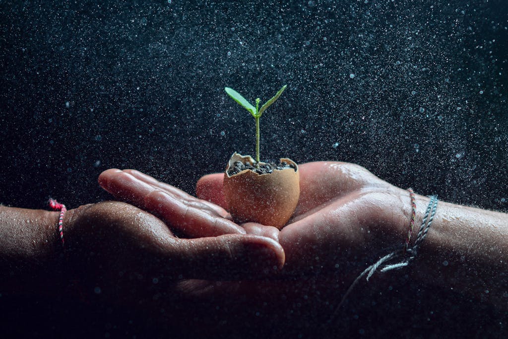 Hands cradling a small seedling in an eggshell, symbolizing growth and nature.